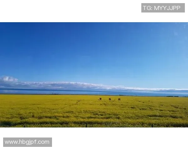 女足球星崛起与贝爷冒险精神的完美碰撞揭秘